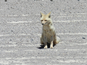 Andenfuchs