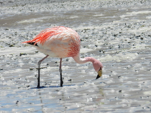 Andenflamingo