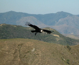 Condor