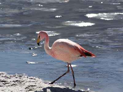 Flamingo