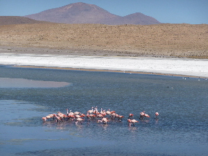Flamingos