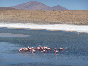 Flamingos