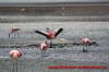 Andenflamingo an der Laguna Hedionda