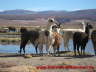 Lamas im Valle de las rocas